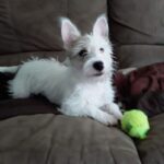 Profile picture of Bandit