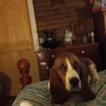 Profile picture of Chopper