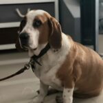 Profile picture of BUTCH