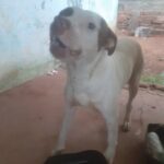 Profile picture of Pirata
