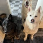 Profile picture of Toots, Zeus, Milo