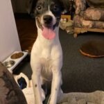 Profile picture of Diesel