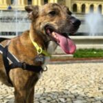 Profile picture of Brownie