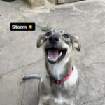 Profile picture of Storm