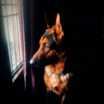 Profile picture of Scooby