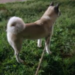 Profile picture of Hachi