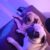 Profile picture of biscuit and coco