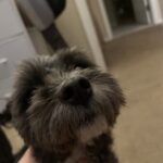 Profile picture of Lulu