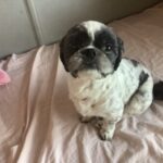 Profile picture of Chewy