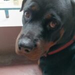 Profile picture of Roxie