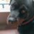 Profile picture of Roxie