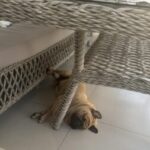 Profile picture of Rocky