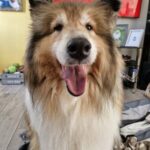 Profile picture of laddie