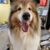 Profile picture of laddie