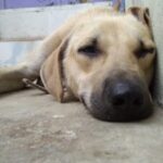 Profile picture of Prepo