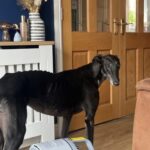 Profile picture of Rosie