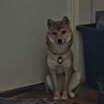 Profile picture of Haruki