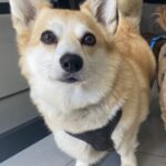 Profile picture of Little Dave