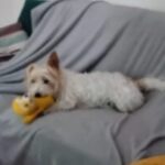 Profile picture of Indie