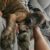 Profile picture of Tigger