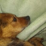 Profile picture of Dogtrotters