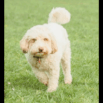 Profile picture of The dogs