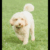 Profile picture of The dogs