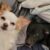 Profile picture of Dobby N Chip