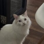 Profile picture of Doggo