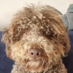 Profile picture of Hugo
