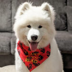 Profile picture of Orion