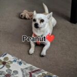 Profile picture of Peanut/ Max