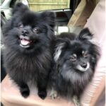 Profile picture of Cubbie and Gracie