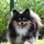 Profile picture of Boba