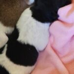 Profile picture of Scone