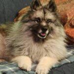 Profile picture of Merlin