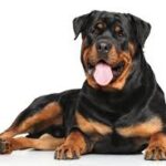 Group logo of Rottweilers