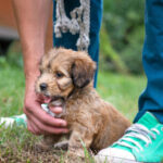 Group logo of Puppy Training Tips