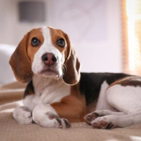 28.-Beagle-1 