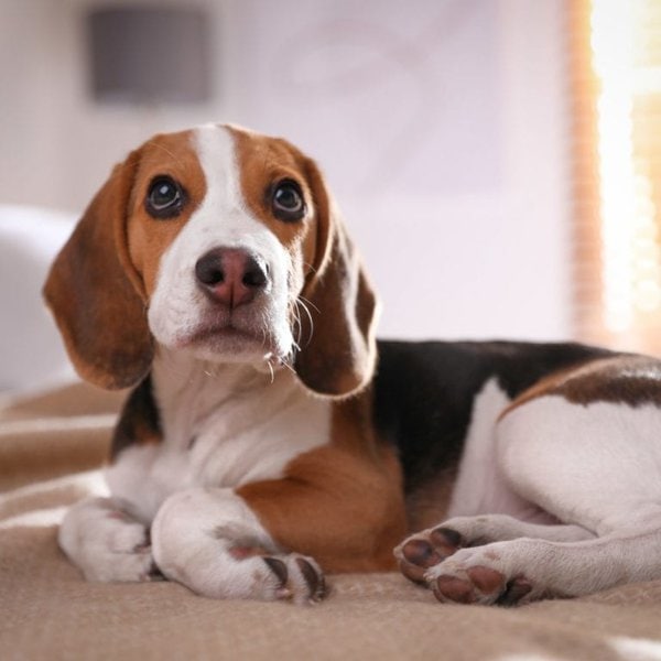 28.-Beagle-1