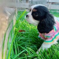 image_picker_61EDE753-984B-4F59-BAAC-EEC384A56A07-442-00000150D2562124 
